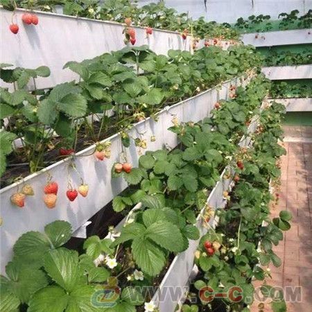 丹东市专业定制生态园瓜果蔬菜栽培槽 新款A字架草莓槽