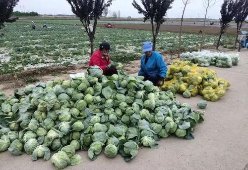 无公害有机蔬菜大量上市 新乡市凤泉区蔬菜种植基地喜迎丰收季